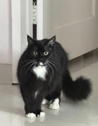 Lost Female Cat last seen Tampa & Sherman Way, Los Angeles, CA 91335