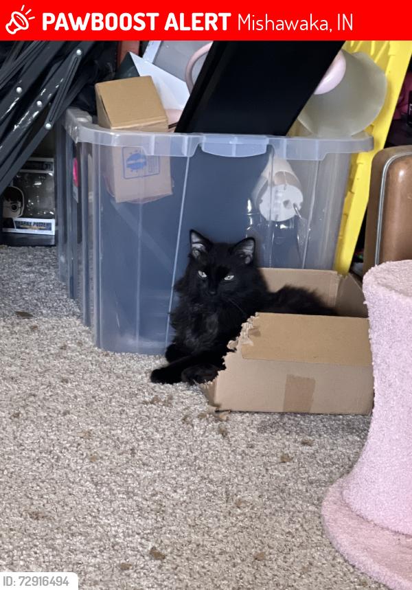 Lost Male Cat last seen Mckinley, g, Mishawaka, IN 46545