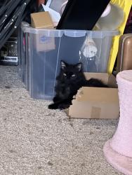 Lost Male Cat last seen Mckinley, g, Mishawaka, IN 46545