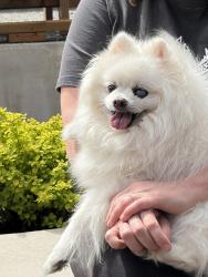 Reunited Male Dog last seen Near wade road , Arlington, WA 98223