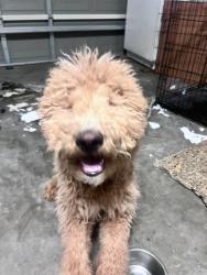Reunited Male Dog last seen Knox Ave & Summit Ave, Fontana, CA 92336