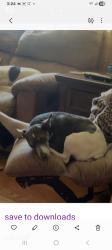 Reunited Female Dog last seen Patterson Ave. at Willow Lawn Dr., Richmond, VA. 23226, Richmond, VA 23226