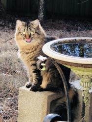 Lost Female Cat last seen Dunwoody park, Dunwoody, GA 30338