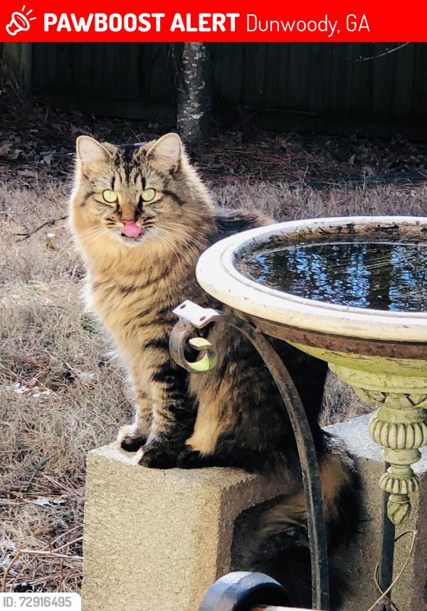 Lost Female Cat last seen Dunwoody park, Dunwoody, GA 30338