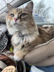 Lost Female Cat last seen Wasatch Blvd , Salt Lake City, UT 84124