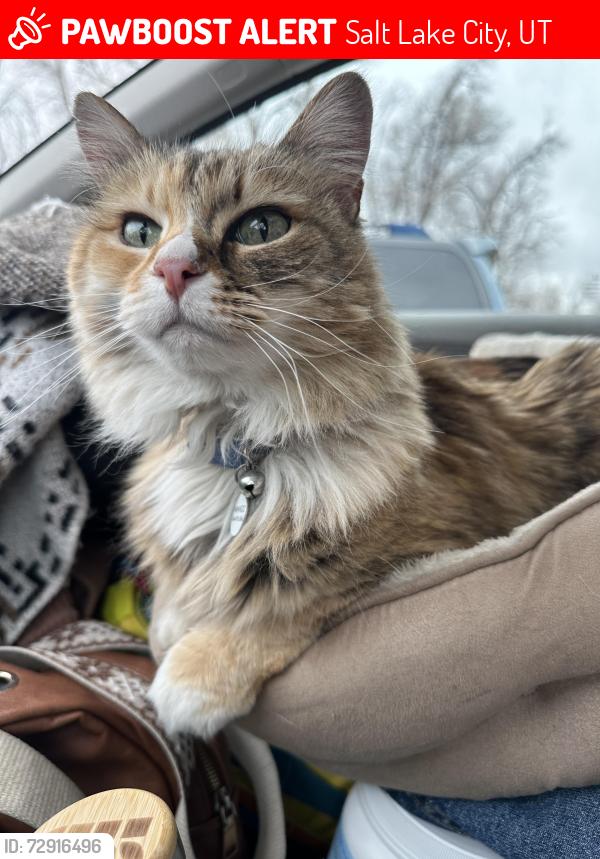 Lost Female Cat last seen Wasatch Blvd , Salt Lake City, UT 84124