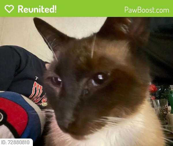 Reunited Male Cat last seen Bottomleys Enterprise, Mount Airy, NC 27030