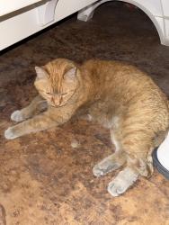 Found/Stray Female Cat last seen Wyoming and Lamb, Las Vegas, NV 89104