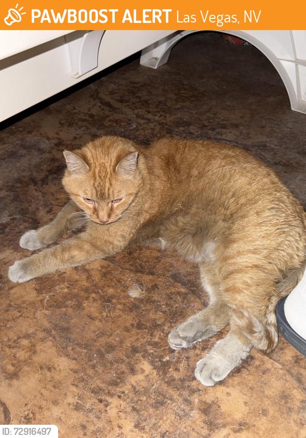 Found/Stray Female Cat last seen Wyoming and Lamb, Las Vegas, NV 89104