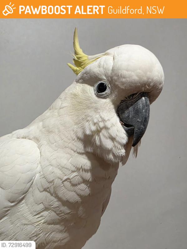 Found/Stray Unknown Bird last seen Guildford, Guildford, NSW 2161