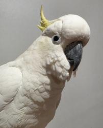 Found/Stray Unknown Bird last seen Guildford, Guildford, NSW 2161