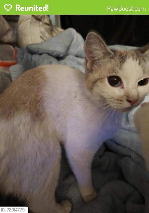 Reunited Female Cat last seen Sigler park , Westminster, CA 92683