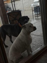 Reunited Unknown Dog last seen Near N 64th Dr, Phoenix, AZ 85035, USA, Phoenix, AZ 85035