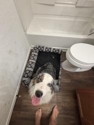 Found/Stray Male Dog last seen Retama Springs, off lookout road and 1604, Selma, TX 78154