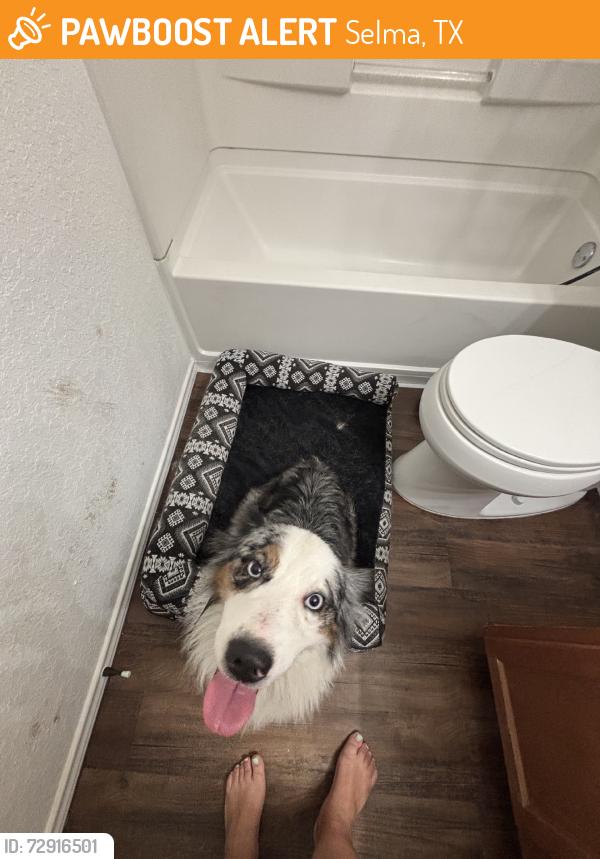 Found/Stray Male Dog last seen Retama Springs, off lookout road and 1604, Selma, TX 78154