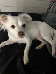 Reunited Male Dog last seen Kingspoint Rd, Houston, TX, USA, Houston, TX 77075
