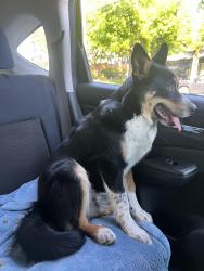 Found/Stray Male Dog last seen 44th Ave , Lynnwood, WA 98036