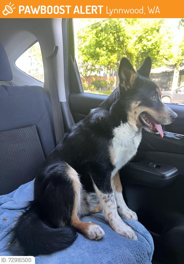 Found/Stray Male Dog last seen 44th Ave , Lynnwood, WA 98036