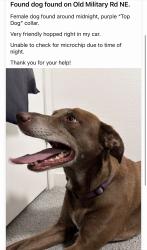 Found/Stray Female Dog last seen Old military Road NE, Kitsap County, WA 98311