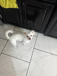 Reunited Male Dog last seen Near Kingspoint Rd, Houston, TX 77075, USA, Houston, TX 77075