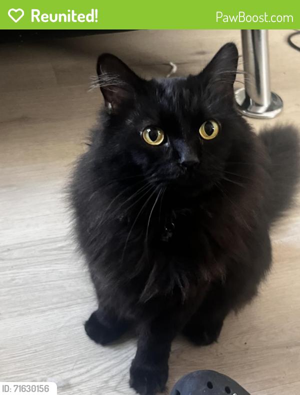 Reunited Male Cat last seen Tampa/Hart in Reseda , Los Angeles, CA 91335