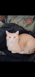Reunited Female Cat last seen Across from the baseball park, Quakers Hill, NSW 2763