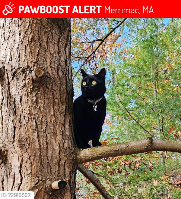 Lost Female Cat last seen Merrimack Road, Merrimac, MA 01860