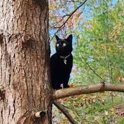 Lost Female Cat last seen Merrimack Road, Merrimac, MA 01860