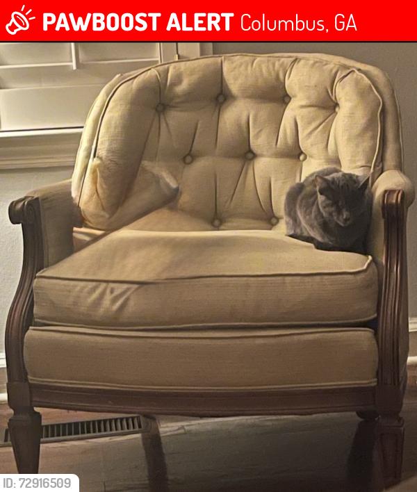 Lost Female Cat last seen Cross Country Plaza, Columbus, GA 31906