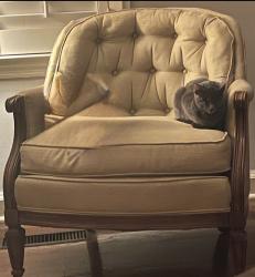 Lost Female Cat last seen Cross Country Plaza, Columbus, GA 31906