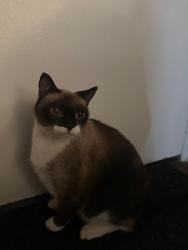 Reunited Male Cat last seen Near Christ Cathedral, Garden Grove, CA 92840