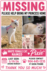 Lost Female Cat last seen Zoom apmts , Las Vegas, NV 89103