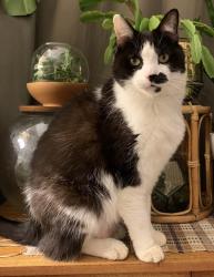 Reunited Male Cat last seen Cowper Road / Milton Road / Garfield Road, Wimbledon SW19, Greater London, England SW19