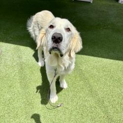 Shelter Stray Female Dog last seen Shadowridge Drive, Vista, CA, 92081, Oceanside, CA 92058