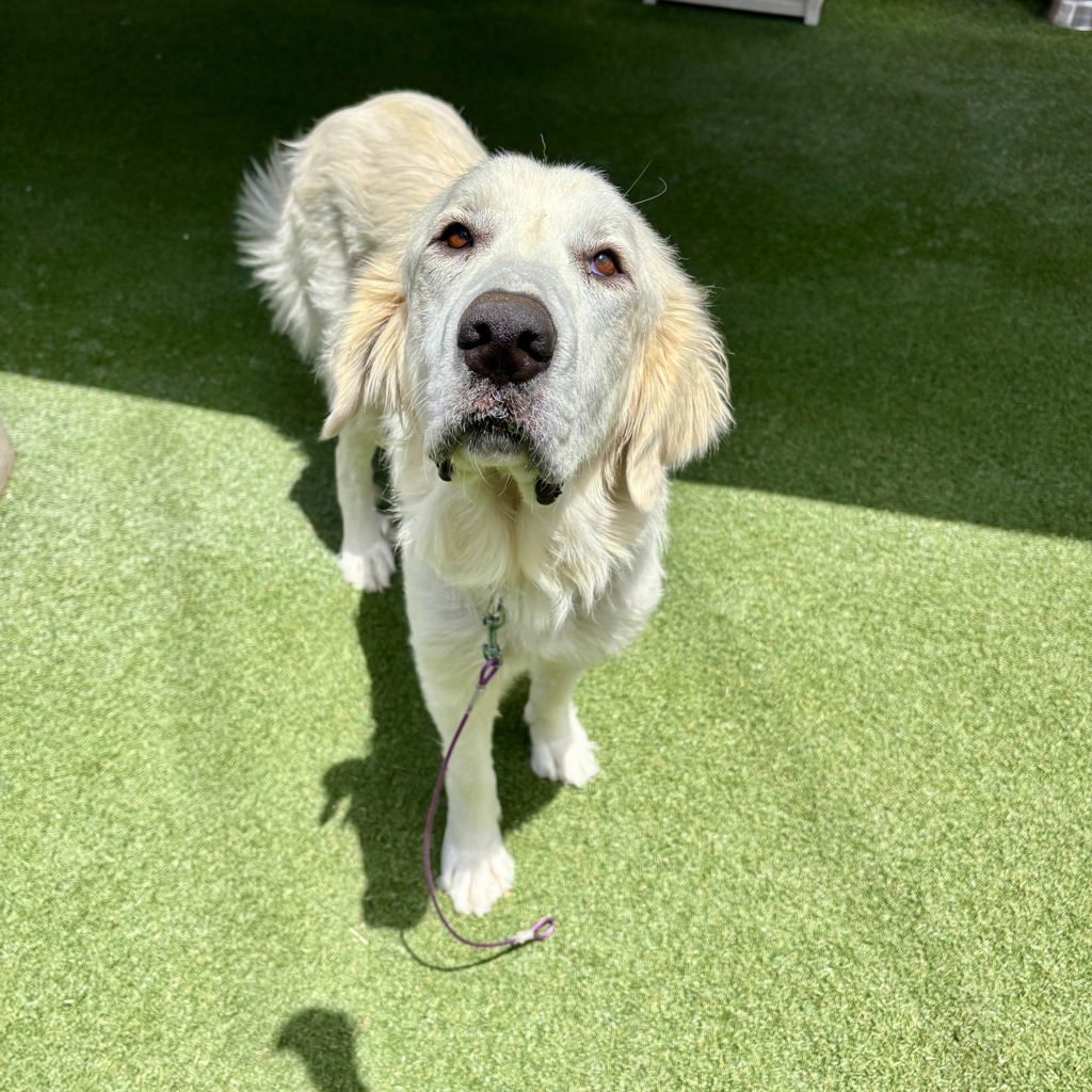 Shelter Stray Female Dog last seen Shadowridge Drive, Vista, CA, 92081, Oceanside, CA 92058