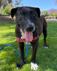 Shelter Stray Male Dog last seen Near Logan Avenue, San Diego, CA, 92113, San Diego, CA 92110