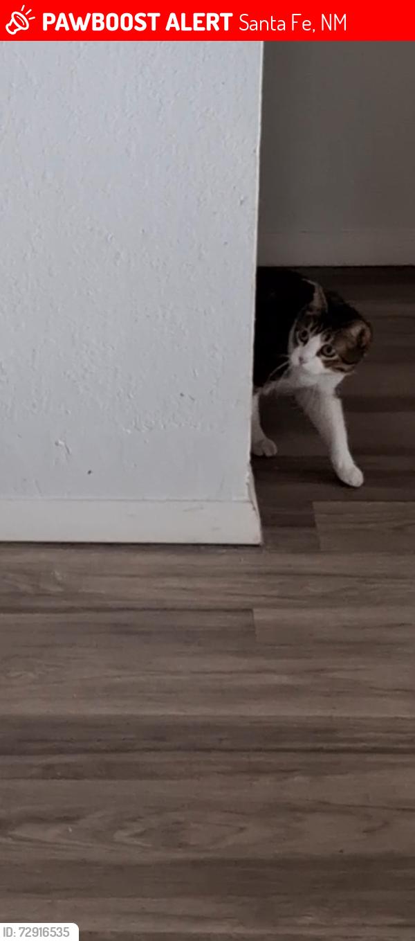 Lost Female Cat last seen Agua Fria Rd,, Santa Fe, NM 87507