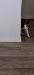 Lost Female Cat last seen Agua Fria Rd,, Santa Fe, NM 87507