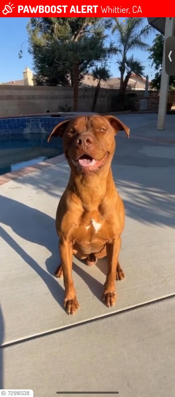 Lost Male Dog last seen Greenleaf Ave/ Slauson Whittier , Whittier, CA 90602