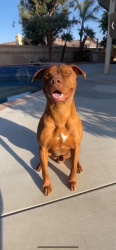 Lost Male Dog last seen Greenleaf Ave/ Slauson Whittier , Whittier, CA 90602