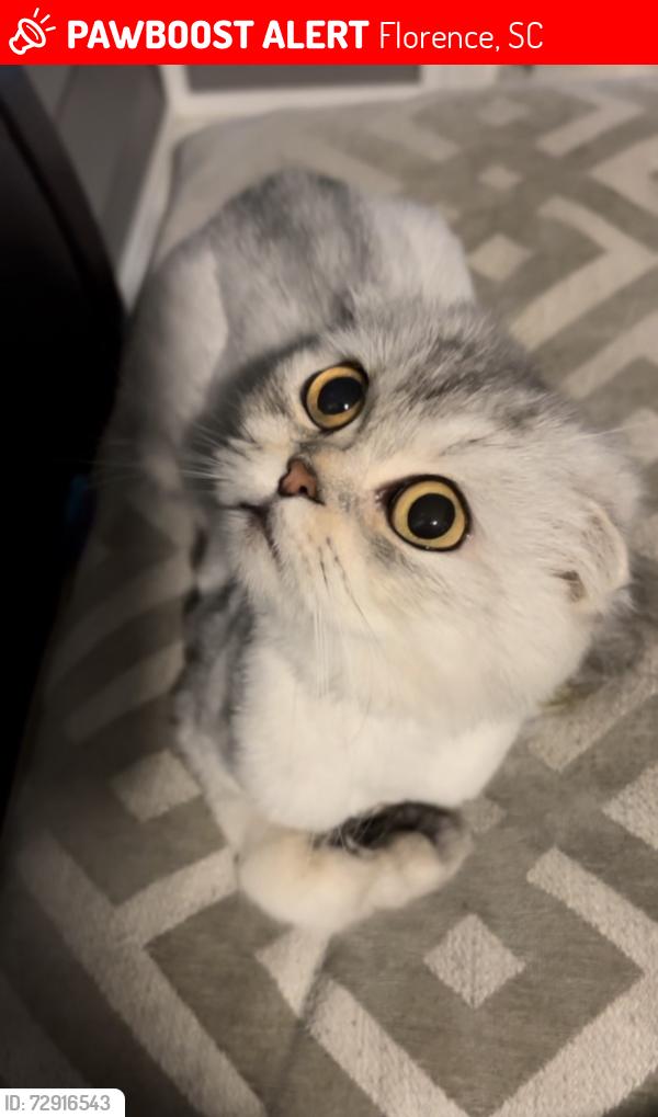 Lost Female Cat last seen Jefferson Dr, Florence, SC 29501