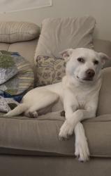 Reunited Female Dog last seen Near Post Oak Rd, Hutchins, TX 75141, USA, Hutchins, TX 75141