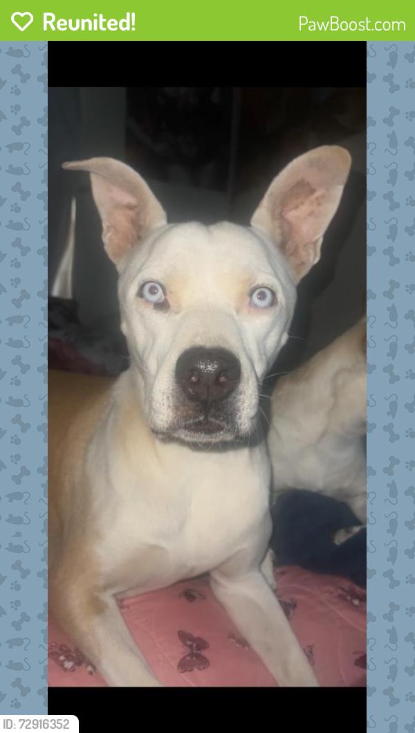 Reunited Female Dog last seen Near E Euclid Ave, Phoenix, AZ 85042, USA, Phoenix, AZ 85042