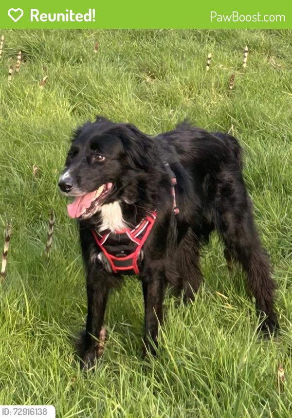 Reunited Male Dog last seen Main Street near Anderson School , Bothell, WA 98011