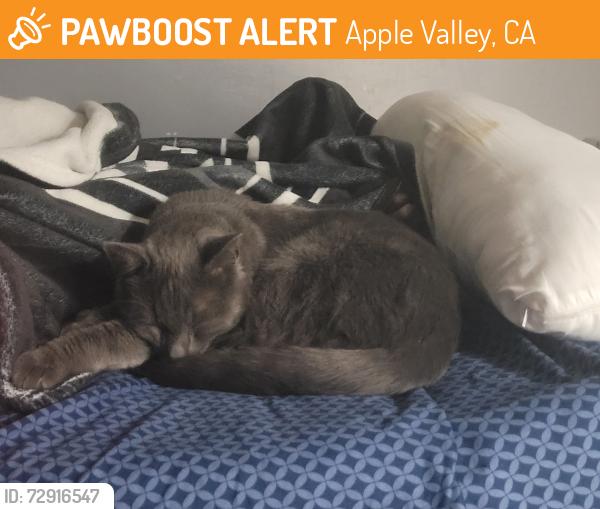 Found/Stray Male Cat last seen Hwy 18 and Navajo , Apple Valley, CA 92395