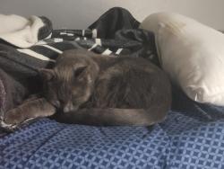 Found/Stray Male Cat last seen Hwy 18 and Navajo , Apple Valley, CA 92395
