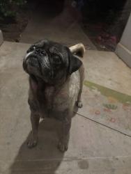 Found/Stray Male Dog last seen 92nd and Elgin Avenue, Lubbock, TX 79423
