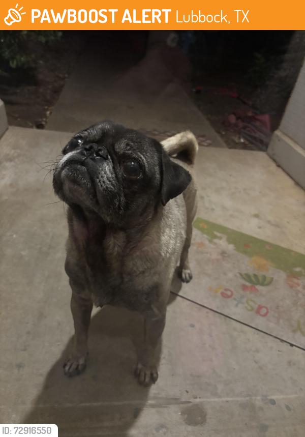 Found/Stray Male Dog last seen 92nd and Elgin Avenue, Lubbock, TX 79423