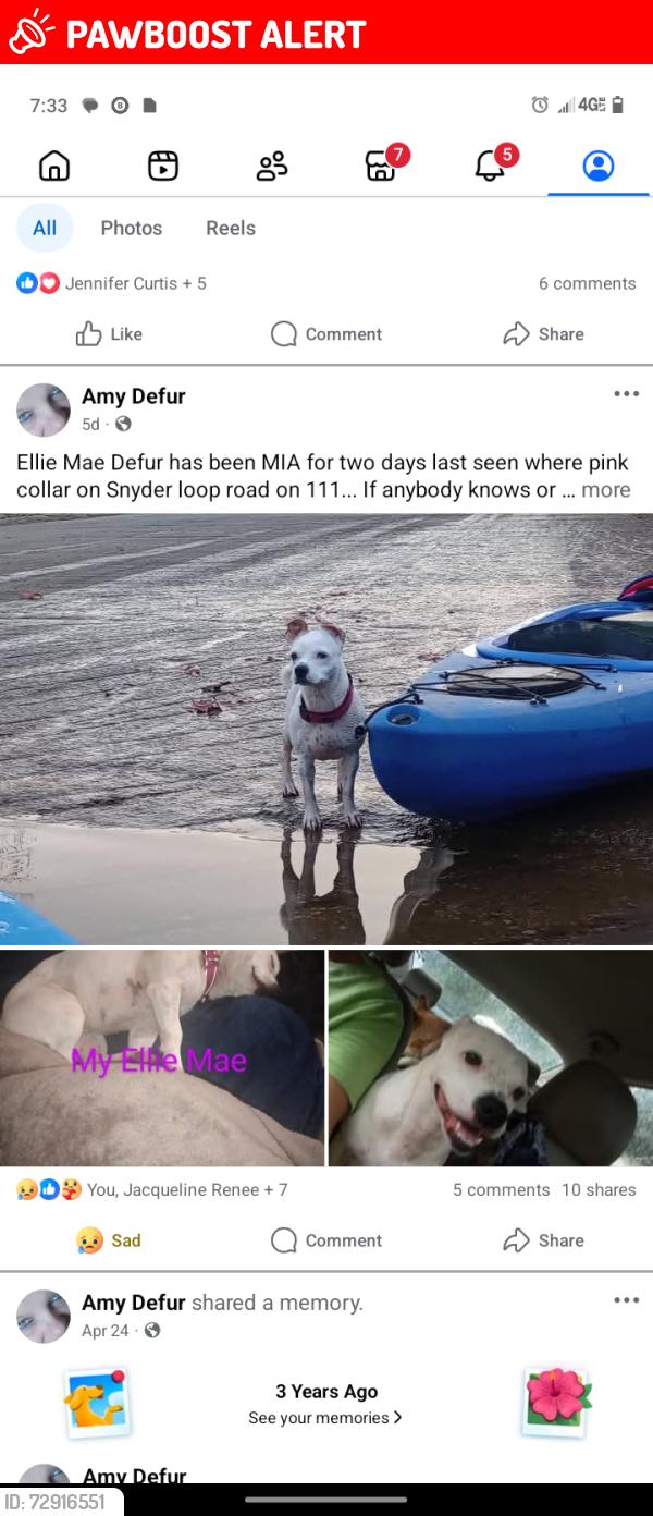 Lost Female Dog last seen Near Lewis chapel , Sequatchie County, TN 37338