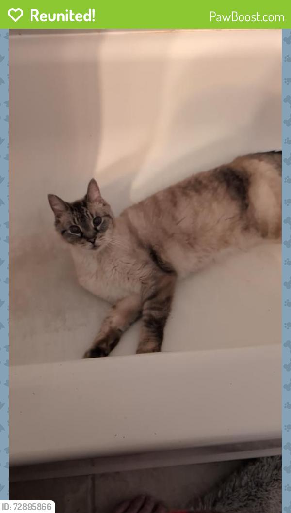 Reunited Female Cat last seen Proudfoot lane and sugar creek, London, ON N6H